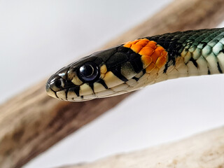 Non-venomous snake on a white background. A macro shot of a snake.
