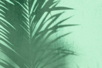 Cień palmy, roślina tropikalna, zielone tło. - obrazy, fototapety, plakaty