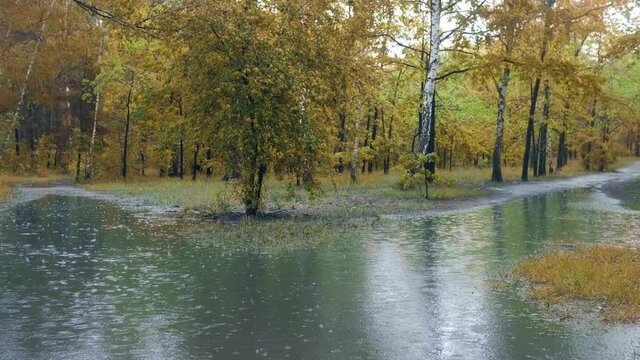 Autumn rain weather leaves color park wet water