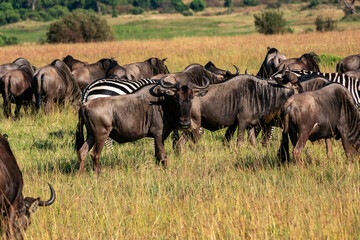 Naklejka na ściany i meble ケニアのマサイマラ国立保護区で見かけた、ヌーの大群とシマウマ