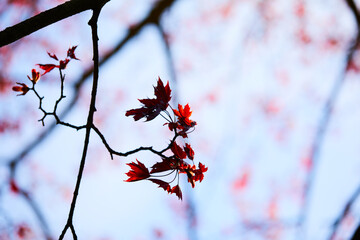maple leaves on the branch