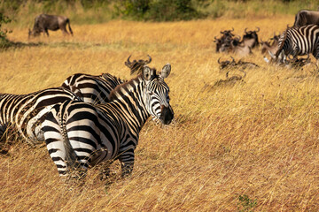 Fototapeta na wymiar ケニアのマサイマラ国立保護区の草原で見かけた、シマウマとヌー