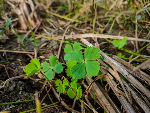 Marsilea quadrifolia is a herbaceous plant found naturally in central and southern Europe, Afghanistan, south-west India, China, Japan, and Vietnam. Its common names include four leaf clover, sushni.