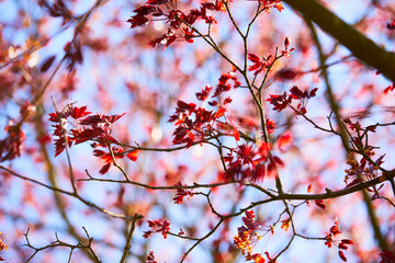 maple leaves on the branch