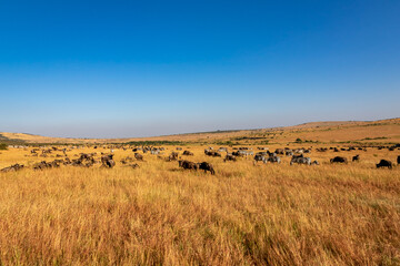 Fototapeta na wymiar ケニアのマサイマラ国立保護区の草原にいる、シマウマやヌーの群れと青空