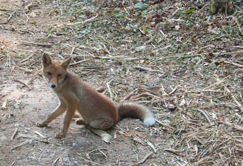 Portrait of beautiful and young red fox (vulpes vulpes) looking the camera
