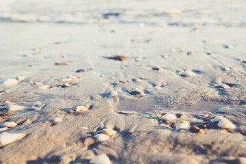 Soft sea background with a lot of seashells with beautiful shadow. Close up view to ocean sand beach at the sunset