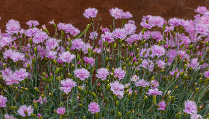 Fototapeta premium flowers in the garden