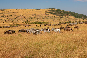 Fototapeta na wymiar ケニアのマサイマラ国立保護区の草原で見かけた、シマウマとヌーの群れ