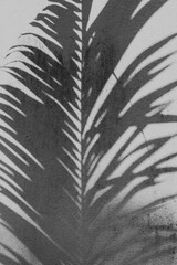 Tropikalne tło, cień palmy na jasnym tle, czarno białe.