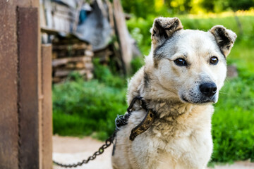 small beige dog sits in the yard on a chain. sad eyes. the concept of shelter for animals. space for text