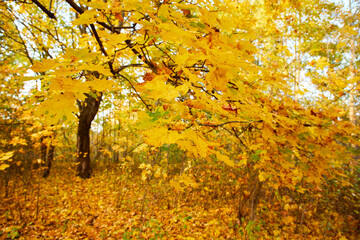 autumn in the  nice park