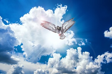Holy spirit dove  .  Dove in the air with the Wide Open 