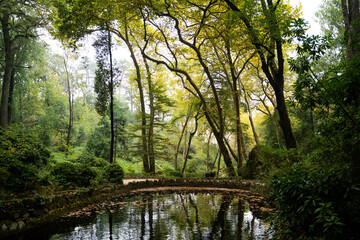 Beautiful large pond surrounded by green trees with fallen leaves in the gardes of Palacio da Pena. Enchanted forest in autumn. Sintra, Portugal.