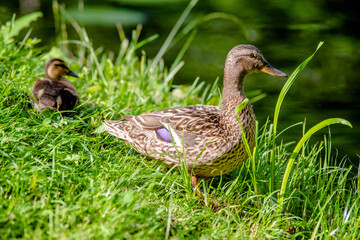 A wild duck stands on the shore of a lake
