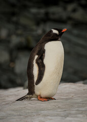 Gentoo penguin (Pygoscelis papua), Antarctica