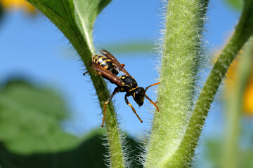 A selective focus shot of a wasp on a plant stem of a sunflower - Stockphoto