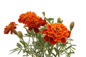 Bouquet of French marigold flowers isolated on white background. Red yellow color garden flowers Tagetes patula.