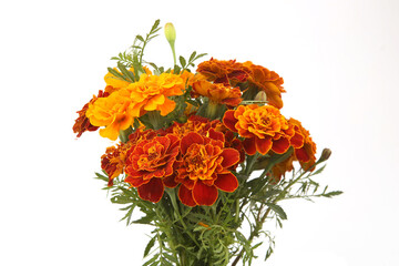 Bouquet of French marigold flowers isolated on white background. Red yellow color garden flowers Tagetes patula.