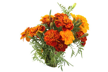 Bouquet of French marigold flowers isolated on white background. Red yellow color garden flowers Tagetes patula.