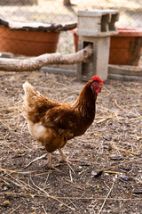Brown hen looking at camera in henhouse at sunset