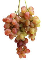 ripe pink grapes isolated on white