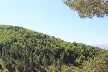trees in the mountains