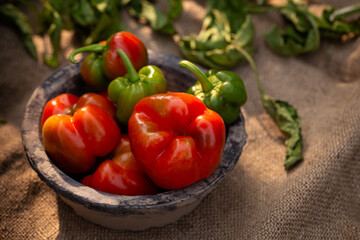 Autumn harvest of red bell peppers in a rustic bowl on burlap fabric from a backyard garden
