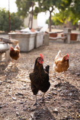 Angry Black hen looking at the camera with brown hens in the background in the chicken coop at sunset