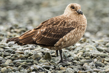 Baby Skua (Stercorariidae), Antarctica