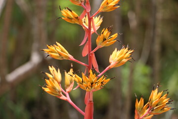 orange flower in the garden