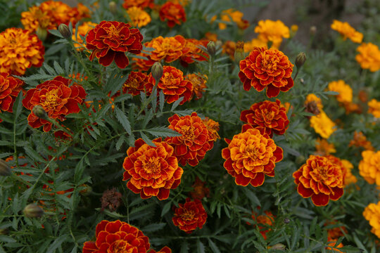 French marigold flowers growing in autumn garden. Red yellow color flowers Tagetes patula in flower bed.