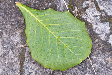 Hoja verde con gotas de lluvia
