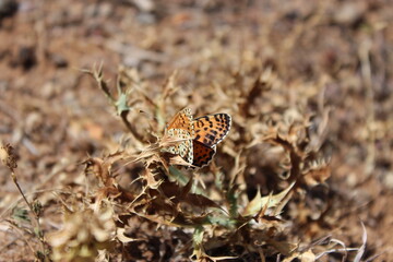 Fototapeta premium butterfly on the ground