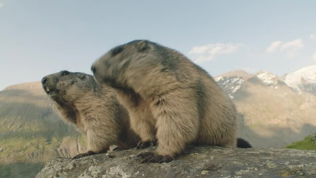 Alpine marmots looking around, Europe