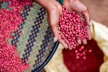 Top view of hands holding pink seeds pouring into a bag