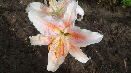 orange lily flower with a wasp