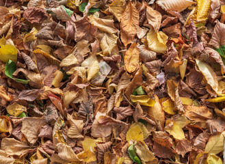 Yellow fallen leaves as background