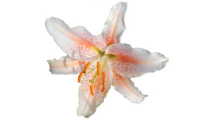 tiger lily isolated on white