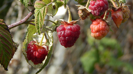 red berries of a raspberry