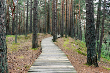 A wooden walkway through a pine forest. Nature, hike, active lifestyle.