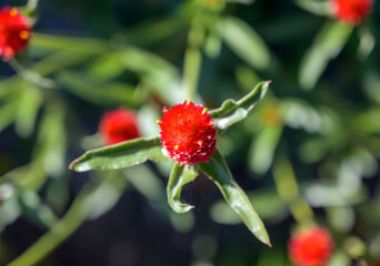  red blossom of the plant called globe amaranth
