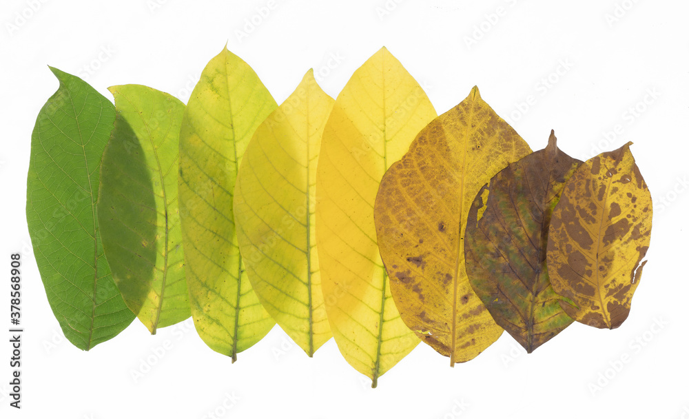 Poster collection of colorful yellow autumn leaf isolated on white background