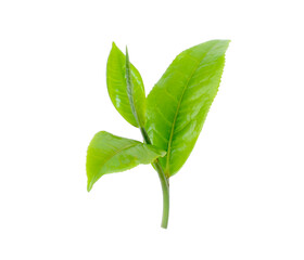 Obraz premium green tea leaf isolated on white background.