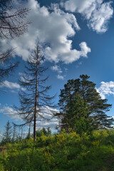 Summer landscape green meadow on a background of forest and blue sky.