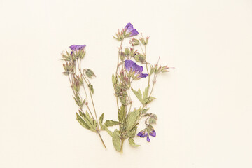 Dried flowers on light background. Purple and green nordic flora. Natural. Organic. Empty space for background.