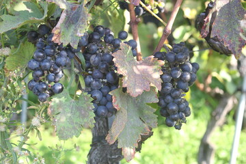 Close up of bunches of black grapes with large green leaves, soft focus, Switzerland