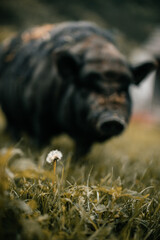 Schwarzes Hängebauchschwein will Blume fressen.