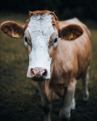 Junges, helles Kalb schaut in die Kamera. 