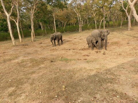 Elephants in the Bandipur National Park forest, Karnataka, India.